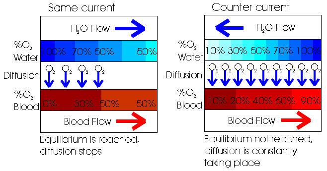 Counter current exchange system