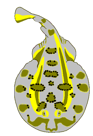 electric ray