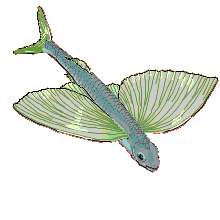 Flyingfish