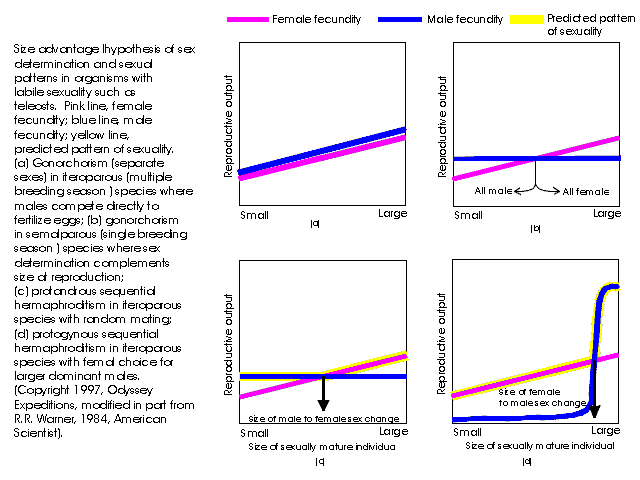 Fish sex change strategies