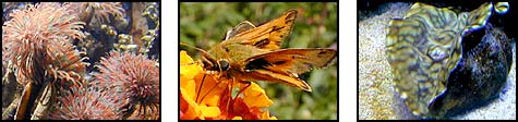 Invertebrate Photo Triptych